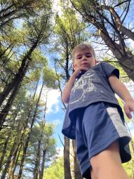 A child looks down in a grove of pine trees.