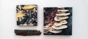 Two photographs of mushrooms with a small section of bark displayed on the wall.