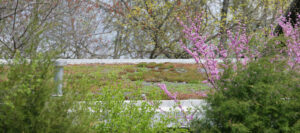 A mossy green roof in the springtime surrounded by trees.