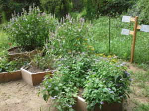 A garden of wildflowers in wooden planters outdoors.