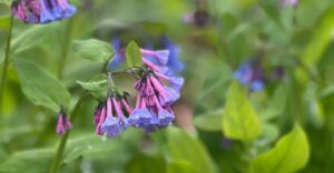 Close up of blooming Virginia bluebells in purple and blue with drops of dew hanging on the petals.