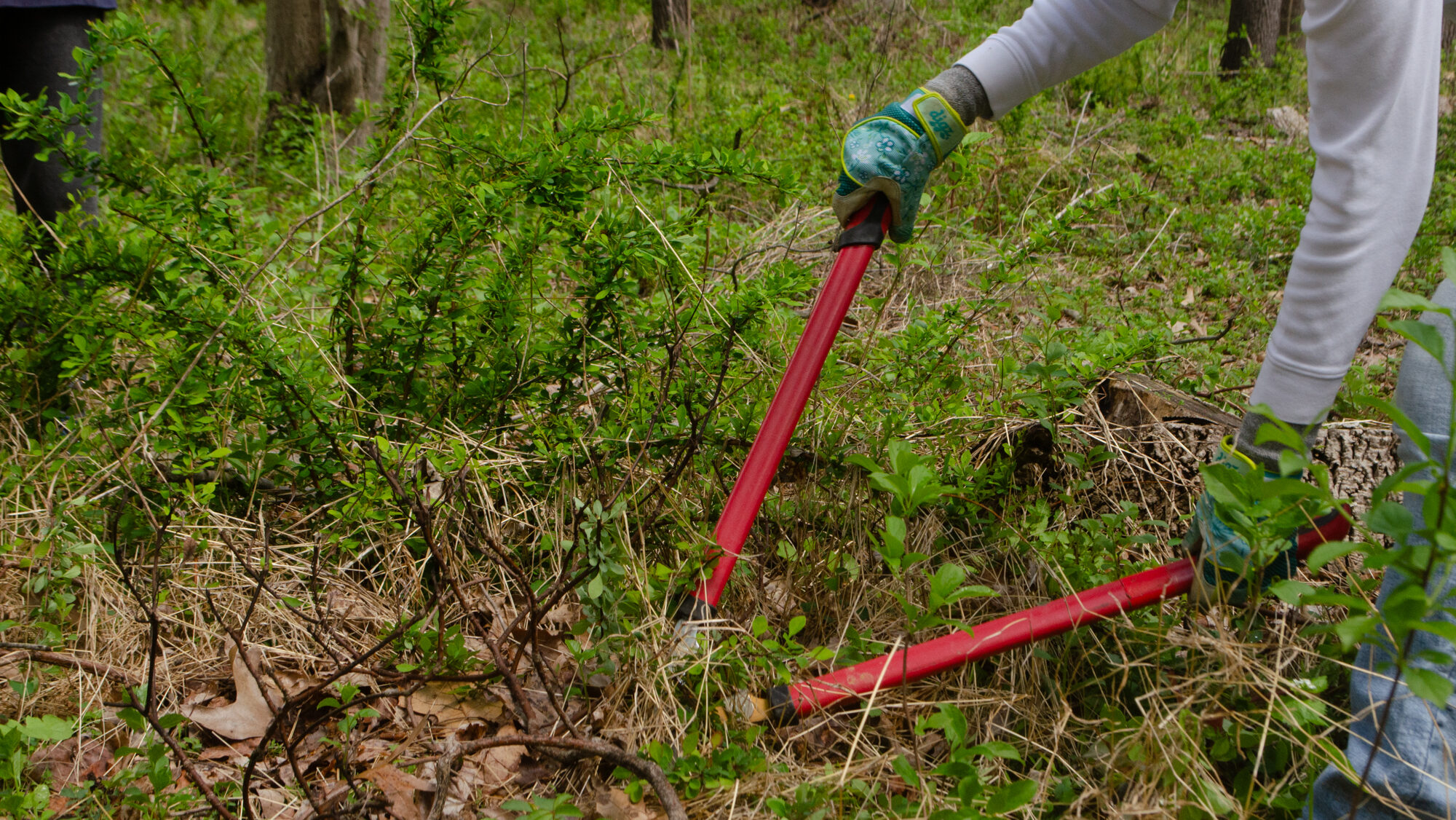 A gloved person in long sleeves holds red loppers and cuts vines in a forested setting.