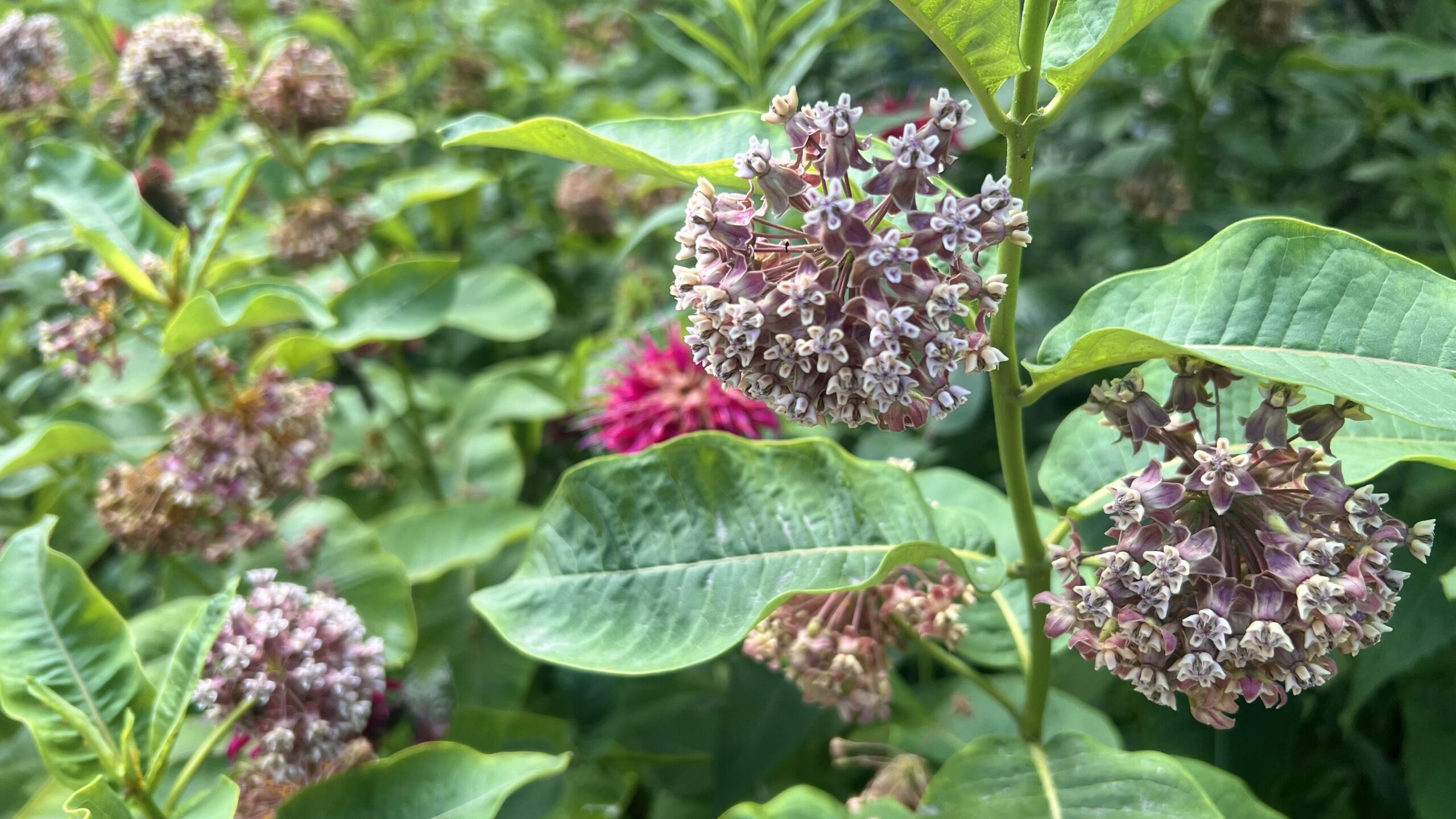 Clusters of blooming milkweed. 