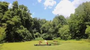 Three canoes paddle on Wind Dance pond at the Schuylkill Center on a day with a bright blue sky.