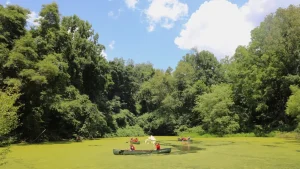 Three canoes paddle on Wind Dance pond at the Schuylkill Center on a day with a bright blue sky.