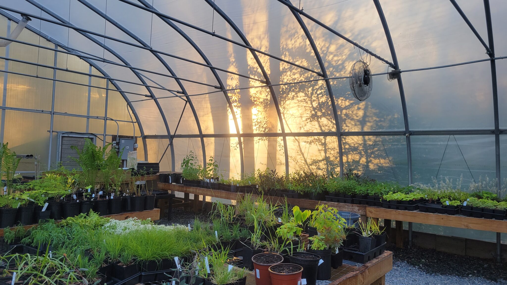 The inside of a greenhouse with pallets of native plants.