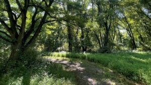 A curving trail under a canopy of green trees. 