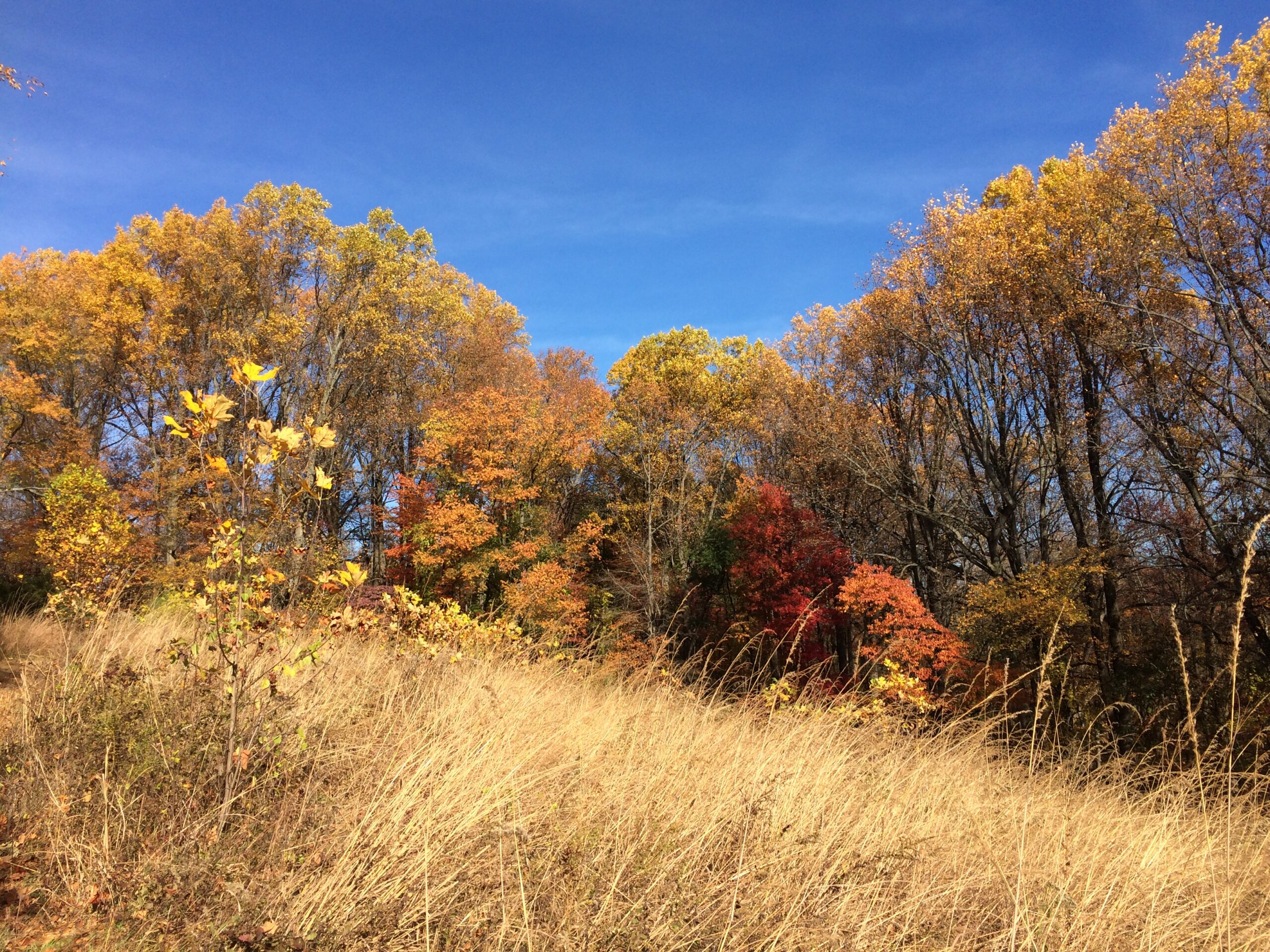 Autumn landscape of meadow and forest.