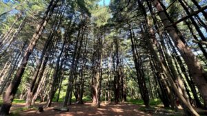 Tall pine trees in a forest under a bright blue sky. 