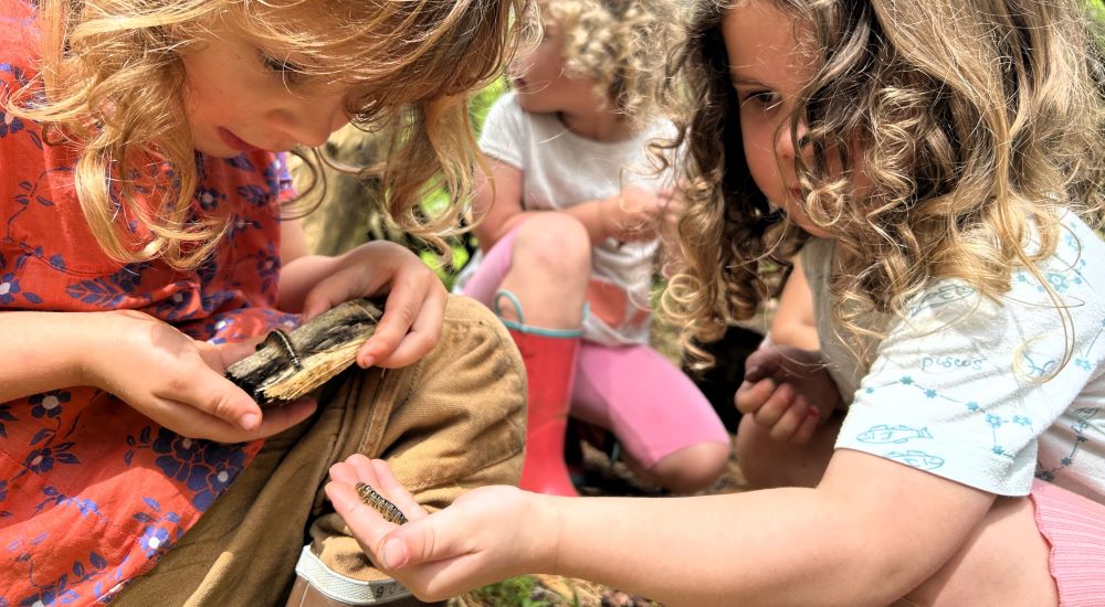 Four preschool age children look at insects. 