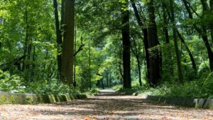 The Widner trail, a long flat trail with tall trees on each side.